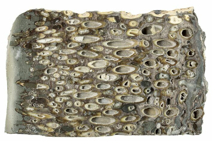 Polished Fossil Teredo (Shipworm Bored) Wood - England #279394